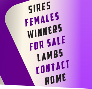 Sloan Club Lambs
