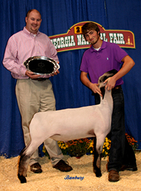 Sloan Club LAmbs