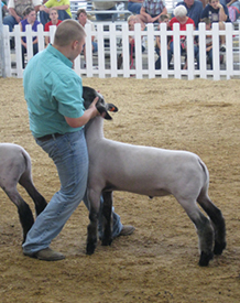 Sloan Club Lambs