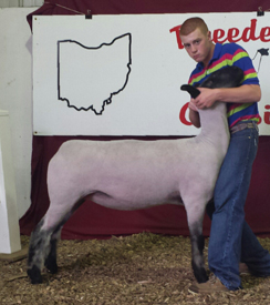sloan yearling ewe champions