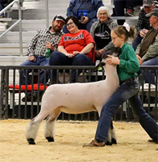 Sloan Club Lambs Winners